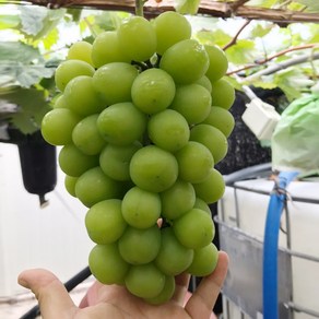 경산 옹골찬 특상품 샤인머스켓 산지직송 18브릭스이상 고당도 2Kg 3-4수, 1개, 2Kg(3수)