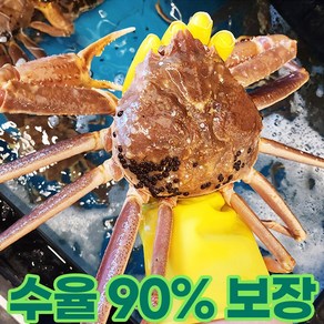 엄마냉장고 러시아 박달대게 수율 살아있는 프리미엄 대게 제철, 1.1kg 1마리 내외, 1개