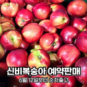 [6월12일 이후 순차발송] 예약필수! 1년을 기다린 신비복숭아 중과 고당도 프리미엄 제철 여름 과일 복숭아 대극천 딱딱이 백도, 1박스, 중과 1kg(12과 내외)