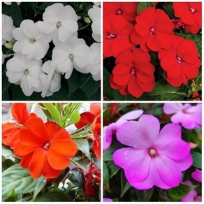 [꽃씨] 임파첸스(뉴기니봉선화) Impatiens walleriana 4色 연중개화 각20립 선택구매