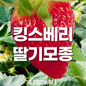 채소 모종 ~ 각종 묘종. 베란다 텃밭 세트 공기정화식물 허브 씨앗 채소모종 ~