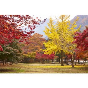 Bj그림벽지 고급 실크벽지 AT603534 가을 자연풍경 뮤럴벽지 고품질의 친환경 벽화벽지 원하는 이미지 (내사진) 제작 가능