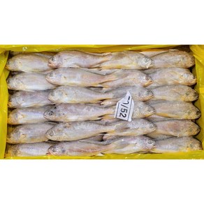 참조기50/52마리(3.4~3.5kg 50-52마리내외)(업소용 백반용)(조기찌개), 1박스