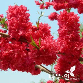 [나무인] 꽃복숭아 홍도화묘목 2개, 빨강, 1개