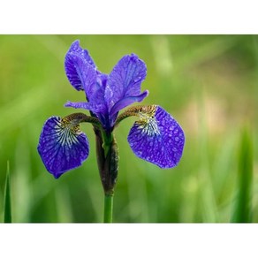 [평창][3개]시베리아붓꽃(시베리아아이리스 시베리아꽃창포), 3개