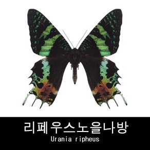 나비표본 리페우스노을나방 Urania ripheus 80mm+-