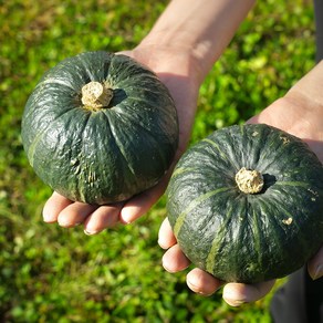 고당도 제주 미니 밤호박 보우짱 프미리엄 미니호박, 1박스, 미니밤호박 2kg