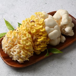 노랑느타리버섯(순정) 1kg (200g x 5팩) - 우리품종 경기버섯, 5개