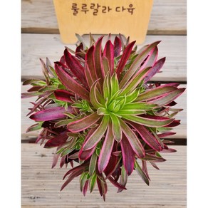 [룰루랄라다육][랜덤]다육식물 봉황, 1개