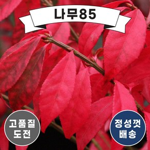 (나무85) 화살나무 시리즈, 1.화살나무 60cm 내외 분, 1개