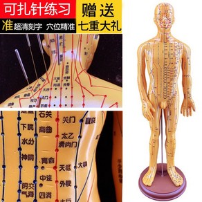 모형 근골격 혈자리 한의학 인형 교구 인체, 동남각자(팔탈부착) 52CM 울트라 클리어 침(소프트)