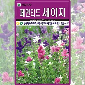 아람종묘 페인티드 세이지 씨앗 100립 세이지씨 허브 종자