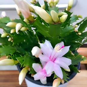 [용이네화원] 흰눈꽃 게발선인장 120 화원 농원 천리향 금전수 호야, 1개