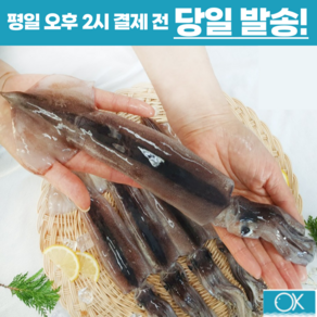 국내산 선동 급냉 초코오징어 통오징어 5미 10미 1kg 2kg 통찜용 숙회용 초콜렛오징어, 중(180g전후 x 5미), 1개