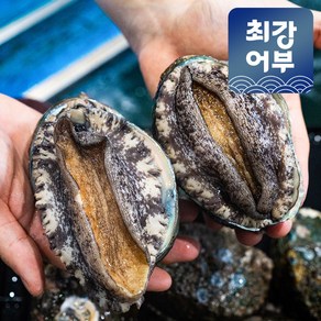 완도 활전복 1kg 국산 특대 꼬마 미니 전복, 1개, 1kg(9-10미)