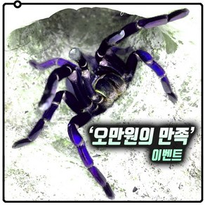 '오만원의 만족' 타란툴라 애완거미 타란전문보온포장 포함, 자이언트블론디 7cm, 2개