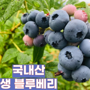 [제철365] 제주 산지직송 친환경 무농약 생 블루베리 특 왕특 생과, 1박스, 500g (왕특)