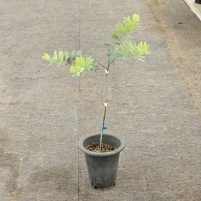 자엽아카시아 높이 약 80cm 공기정화식물 플랜테리어 스마일화훼유통, 1개