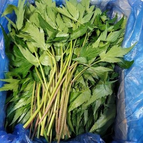 당귀잎 쌈당귀 1kg 발품장터, 1개