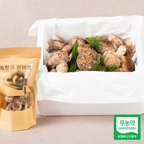 송고 송화고 고송 송향 송향가버섯 상품 명품형 선물용 500g 1kg 무농약 산지직송, 명품형(고급선물) 500g, 1박스