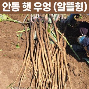 안동 햇 우엉 2kg 알뜰형 생우엉, 1개, 알뜰형(가는것)