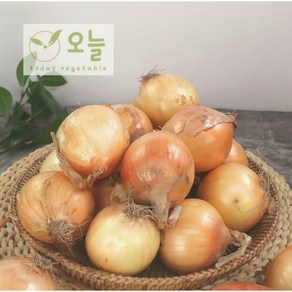 [오늘야채]25년 창녕 햇양파(중) 산지직송, 1개, 10kg