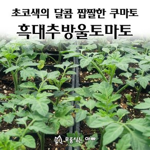 [모종심는아빠] 초코색의 달콤 짭짤한 쿠마토 흑대추방울토마토 모종, 모종, 3개