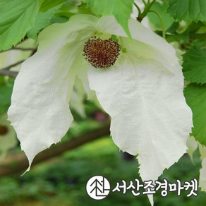 손수건나무 키60cm내외 묘목 서산조경마켓