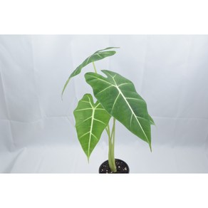 알로카시아 프라이덱 Alocasia micholitziana 'Fydek' 벨벳알로카시아 그린벨벳 인테리어 플랜테리어 공기정화식물 키우기쉬운식물, 1개