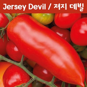 져지 데빌 Jesey Devil 소스 토마토 큰 소스토마토 희귀토마토 씨앗 교육 체험용