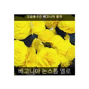 식용꽃 씨앗 모음 ... - (맨드라미 캐슬 오렌지 5000립), 1개