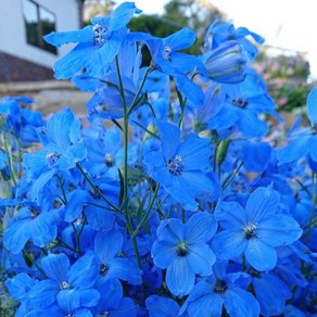 델피늄 치어블루(종자 꽃씨앗 / 10립)Delphinium Chee Blue, 1개