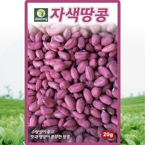 다농 자색땅콩 씨앗 20g, 1개