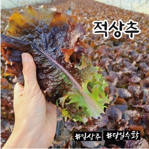 적상추 1kg 2kg 4kg 한박스 당일포장 농가직송, 1개