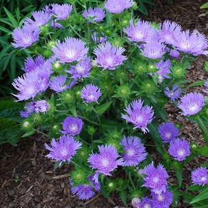[초선지] 스토케시아 6치 블루스타 Stokesia, 1개