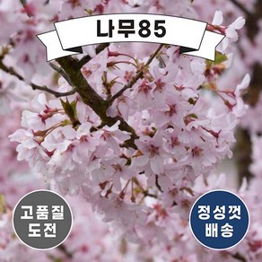 (나무85) 수양홍겹벚 접목 1년, 1개