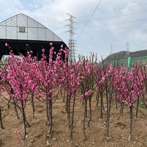 [모든원예조경] 옥매화나무 묘목 (개화주) 분묘 겹꽃 매화묘목 꽃나무묘목, 1개, 옥매화 분묘