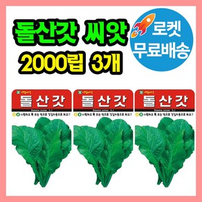 돌산갓 씨앗 (합 6000립) 김장갓 갓씨 종자 갓김치, 3개