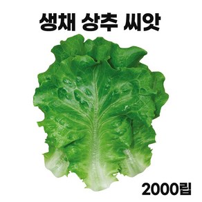 모칸도 아삭이 생채 상추 씨앗 2000립, 1개