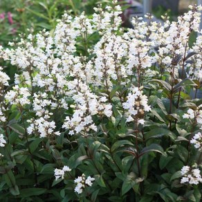 [초선지] 자엽 펜스테몬 5치 허스커레드 Penstemon Huske Red, 1개