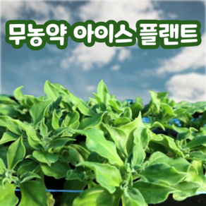 무농약 아이스플랜트 당일수확 산지직송, 1박스, 1kg