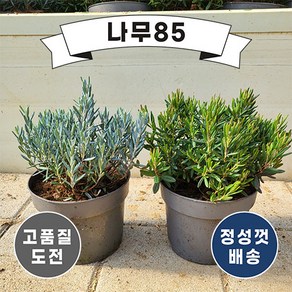 (나무85) 각시석남(애기진달래)