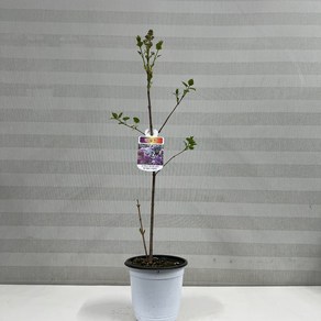 [다은꽃농원]신종 라일락 향기좋은 꽃 키우기쉬운 실내공기정화식물 인테리어, 1개