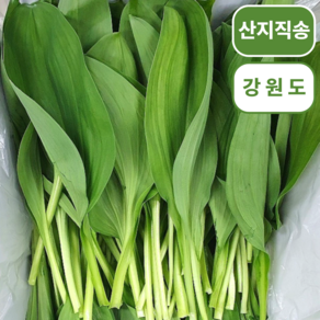 [산지직송] 명이나물 강원도 고랭지 명이잎 울릉도산종 명이, 1세트, 1kg