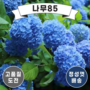 (나무85) 수국 니코블루 P9 포트, 1개