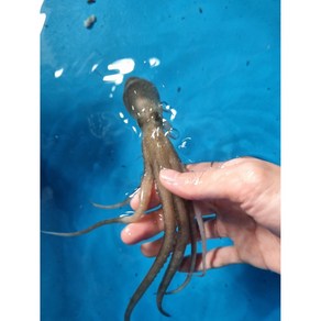 복자와바다 목포 세발낙지 무안 뻘낙지 신안 산낙지 국산 낚지, 5개