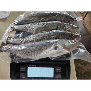 완도 자연산 농어 껄떡이 생물기준1Kg(1~2마리), 마리당300~500g전후, 2개