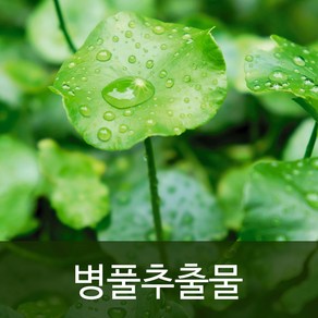 천연사랑 병풀추출물