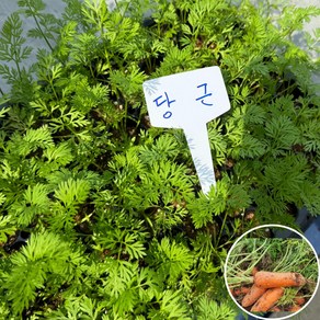 당근 모종 30개 [조촌육묘장]