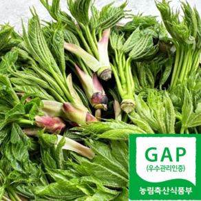 [당일수확] 최상급 엄나무순 개두릅 산지직송, 1박스, 500g